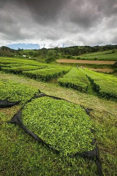 80g Premium Gorreana Green Tea Encosta de Bruma Loose Leaf from Azores Delicate