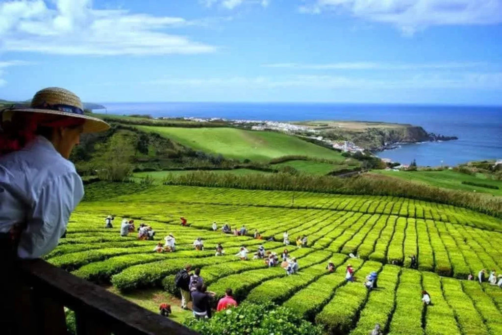 80g Pekoe Premium Black Tea – Porto Formoso Azores – Organic Loose Leaf