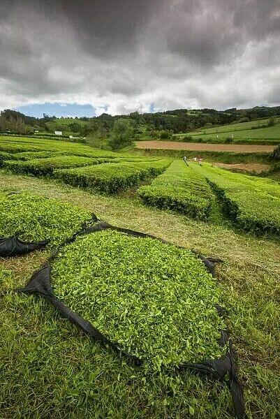 100% Organic Black Tea, Azores Gorreana Pekoe Rich Aromatic Box of 20 Teabags