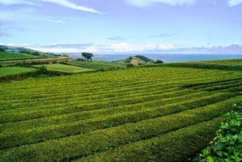 100% Organic Black Tea, Azores Gorreana Pekoe Rich Aromatic Box of 10 Teabags