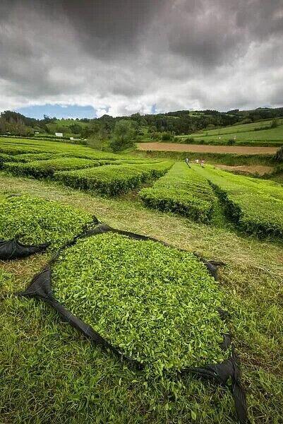 Delux Box 100g Exquisite Smooth Green Tea, Azores Gorreana Mist Slope