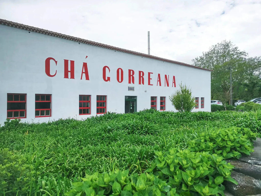 100% Organic Green Tea, Azores Gorreana Hysson Authentic Refreshing - Box of 10